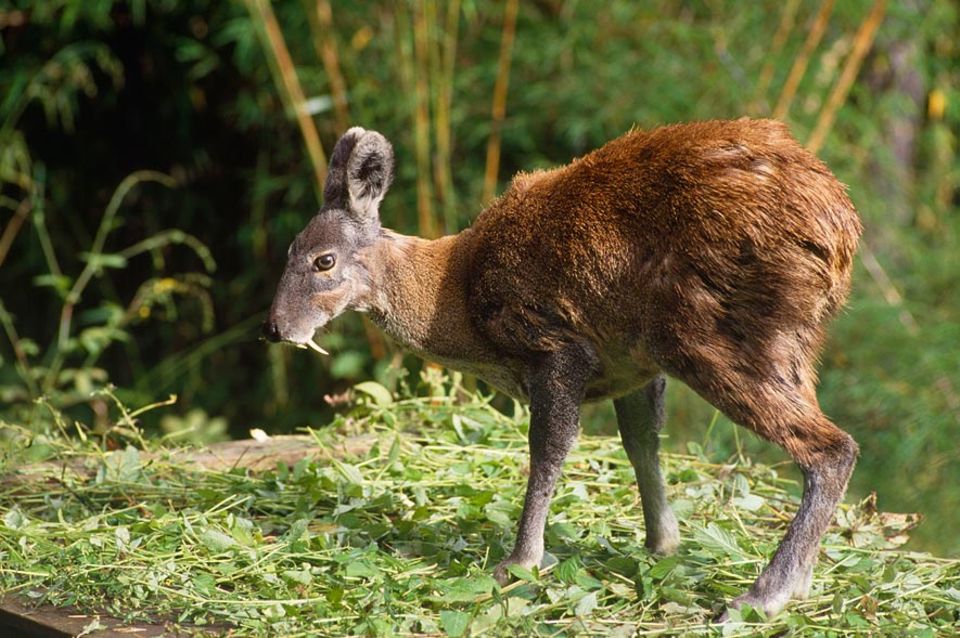 Artenschutz: Der Gelbbauch-Moschushirsch (Moschus chrysogaster) lebt in China, Bhutan, Nordost-Indien und Nordost-Nepal - in Höhen bis zu 4800 Meter Artenschutz: Der Gelbbauch-Moschushirsch (Moschus chrysogaster) lebt in China, Bhutan, Nordost-Indien und Nordost-Nepal - in Höhen bis zu 4800 Meter