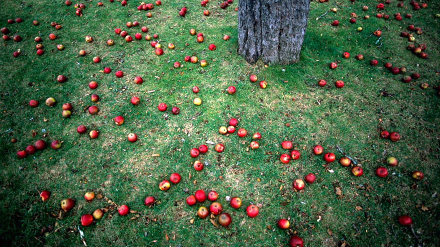 Der Apfel fällt nicht weit vom Stamm Redewendung [GEOLINO]