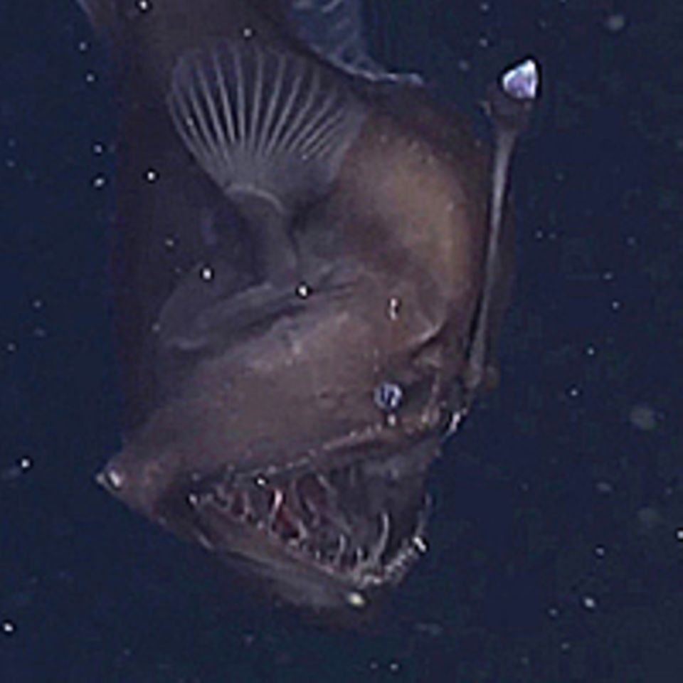 Anglerfisch: Forscher filmen erstmals Tiefseeteufel
