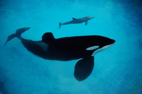 Sprachbegabte Wale: Orcas können "Delfinisch" lernen