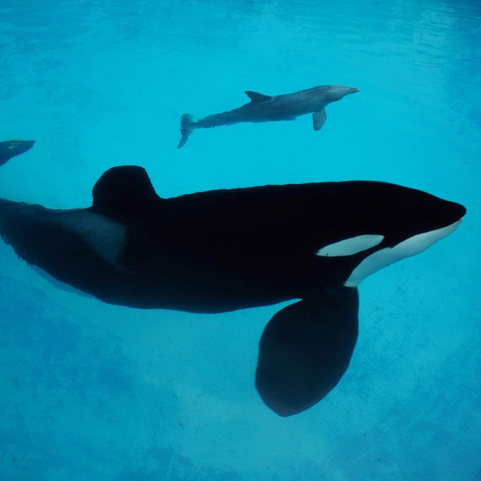 Sprachbegabte Wale: Orcas können "Delfinisch" lernen