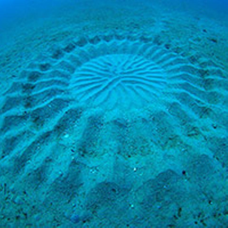 Land Art unter Wasser: Die Kunstwerke des Kugelfischs