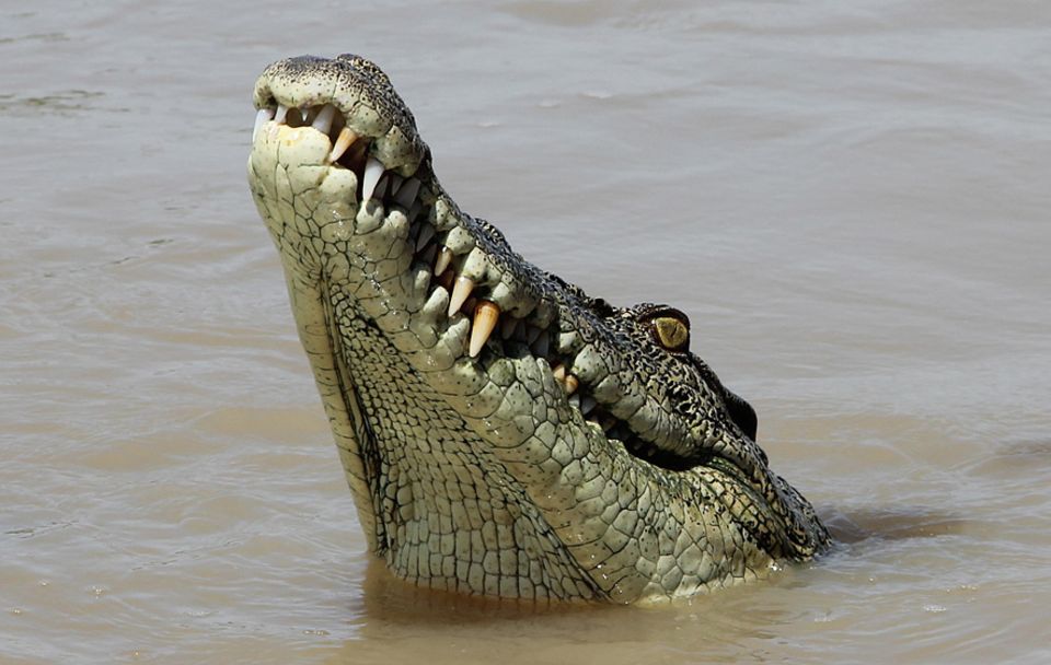 Northern Territory: Agil und stark: Brutus ist mit seinen 80 Jahren noch immer der Star unter den "Jumping Crocs" im Adelaide River Northern Territory: Agil und stark: Brutus ist mit seinen 80 Jahren noch immer der Star unter den "Jumping Crocs" im Adelaide River