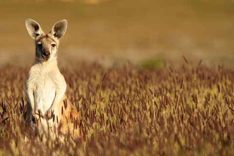 Australien: Kängurus sind nicht immer gehüpft