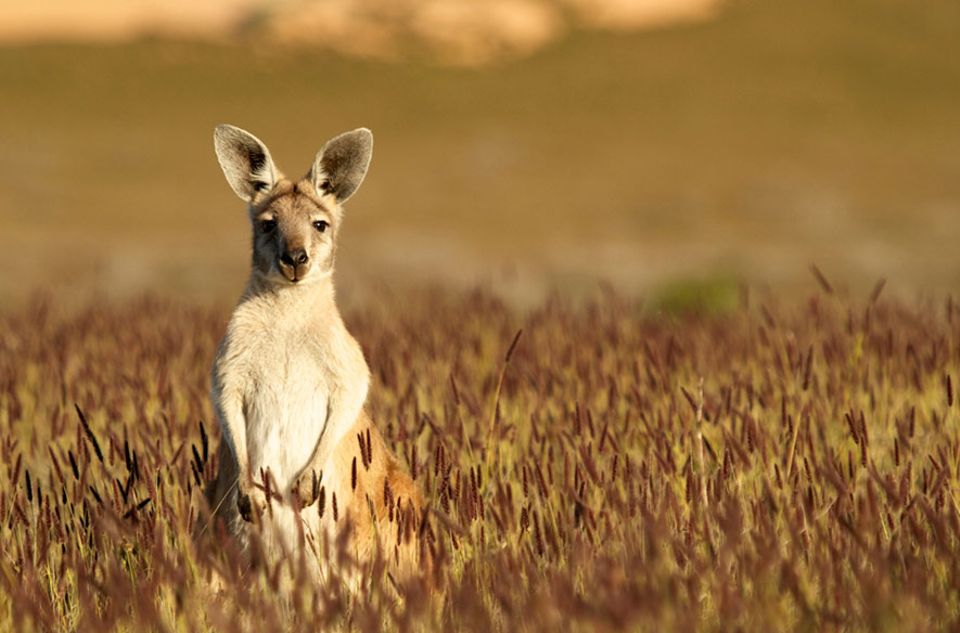 Australien: Eher hopsend unterwegs: Kängurus im australischen Outback Australien: Eher hopsend unterwegs: Kängurus im australischen Outback