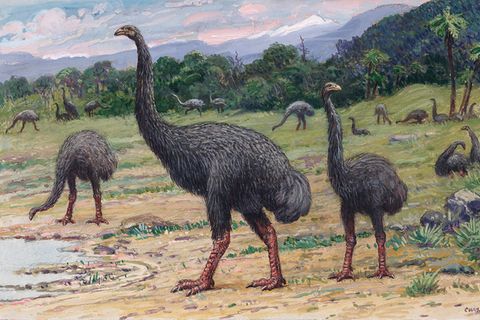 Mensch gegen Moa: Riesenvogel in nur 120 Jahren ausgelöscht