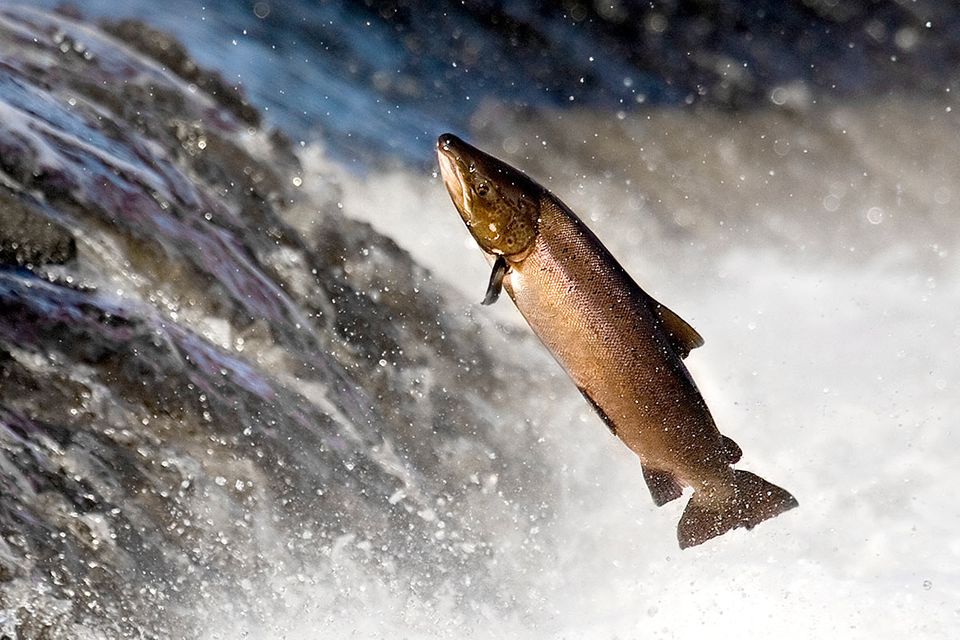 Fischtreppe 2.0: US-Firma entwickelt Lachskanone