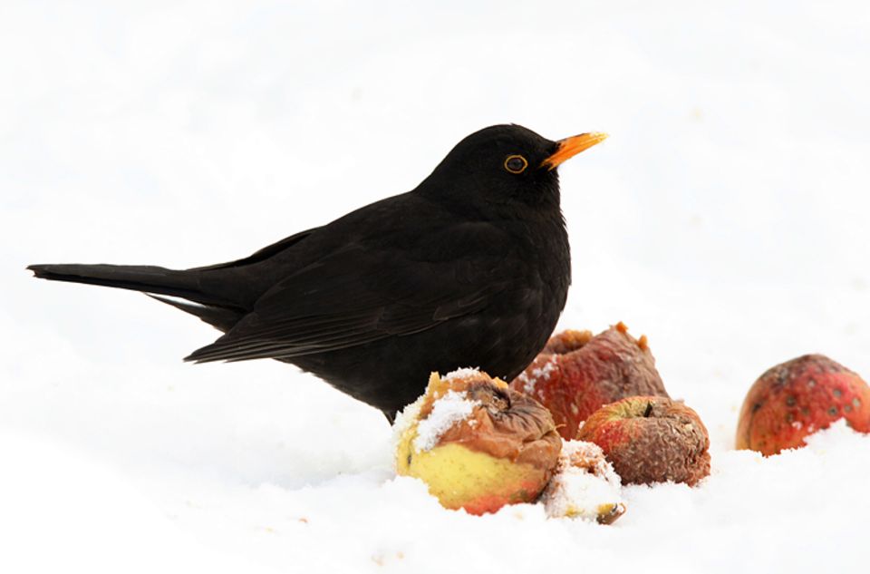 Die Stunde der Wintervögel: Wer kennt sie nicht, die schwarzen Amselmännchen mit gelbem Schnabel?