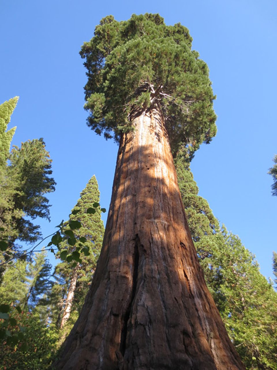 Ihren Namen haben die Redwoods, Rothölzer, von der roten Farbe ihres Stammes. An der Pazifikküste im Norden Kaliforniens und im Süden Oregons wachsen sie auf nur schmalen Landstrichen Ihren Namen haben die Redwoods, Rothölzer, von der roten Farbe ihres Stammes. An der Pazifikküste im Norden Kaliforniens und im Süden Oregons wachsen sie auf nur schmalen Landstrichen