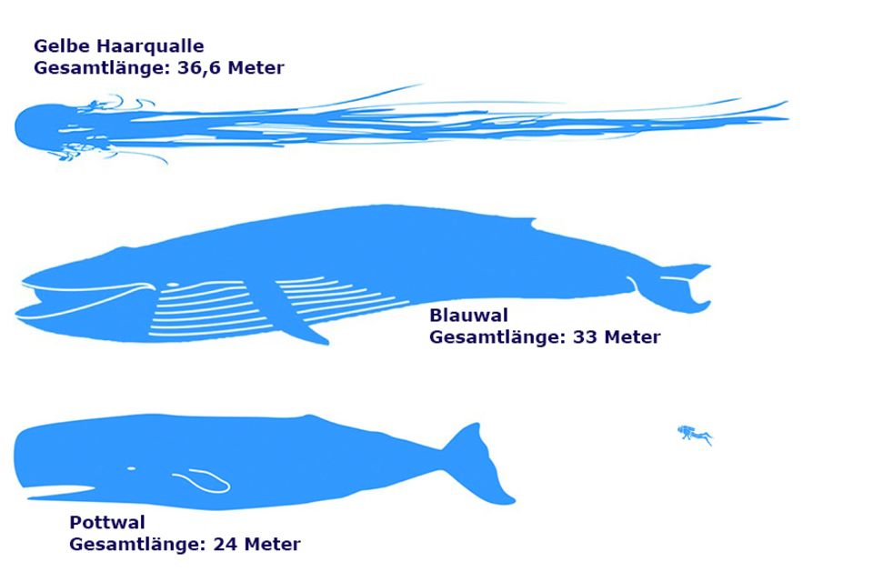 Meerestiere: Aus ihren Ergebnissen haben die Forscher eine Infografik erstellt, die wir für GEO.de in mehren Bildern aufbereitet haben. Für eine größere Ansicht bitte klicken
