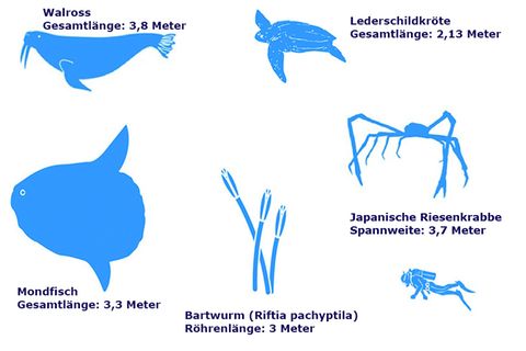 Meerestiere: Infografik: Die Giganten der Ozeane - [GEO]