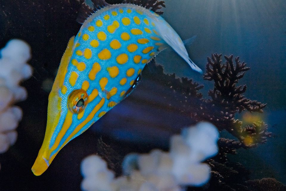 Chemische Tarnung: Dieser Fisch riecht nach Koralle