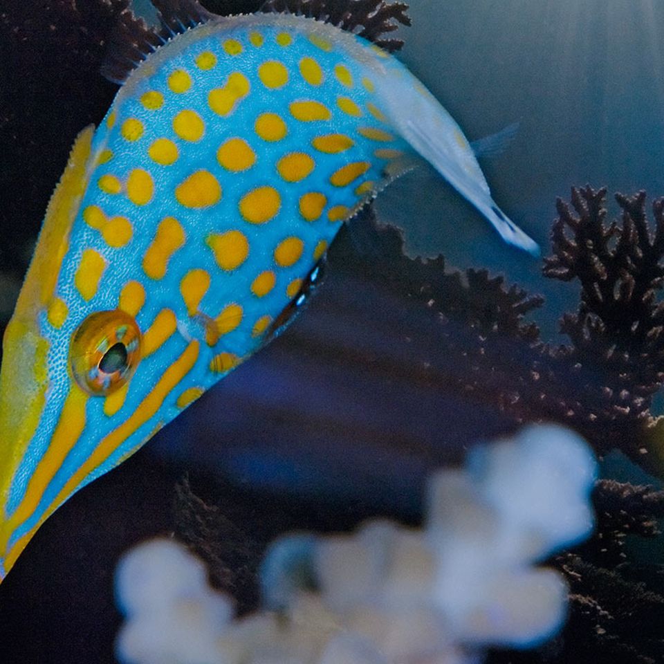 Chemische Tarnung: Dieser Fisch riecht nach Koralle