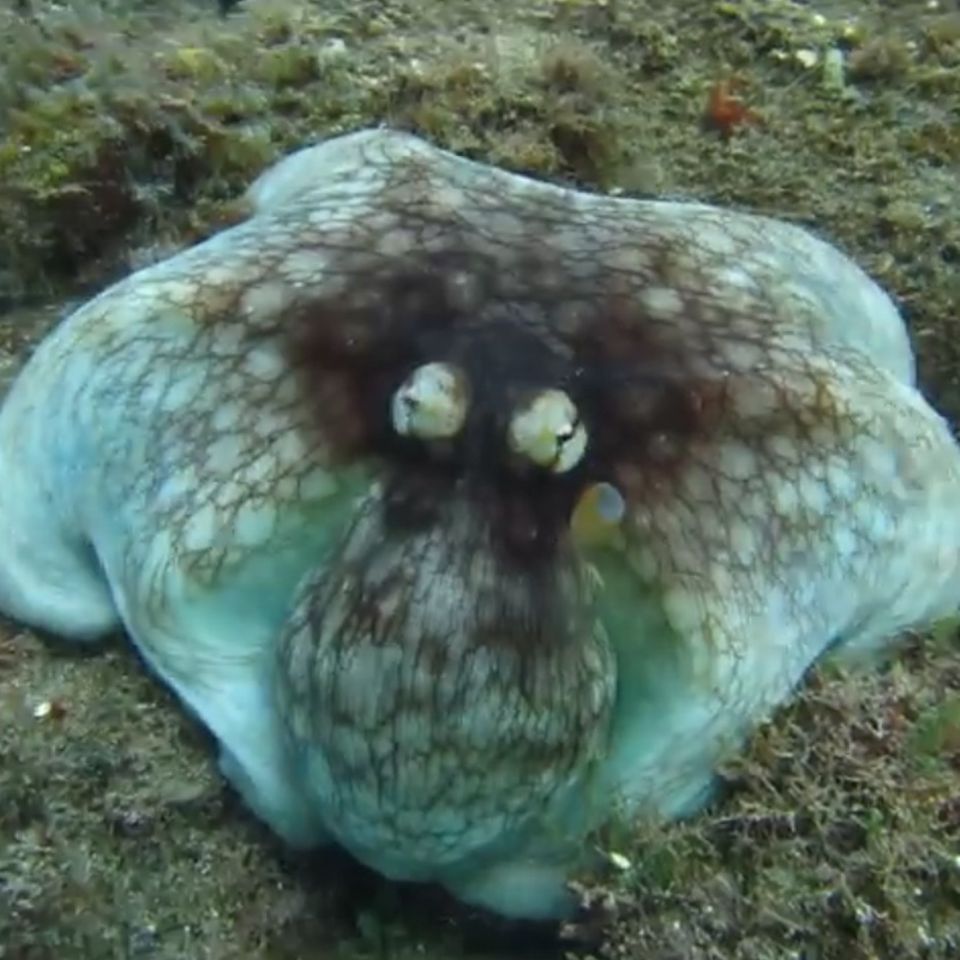 Tarnung: Video: Wo versteckt sich der Oktopus?