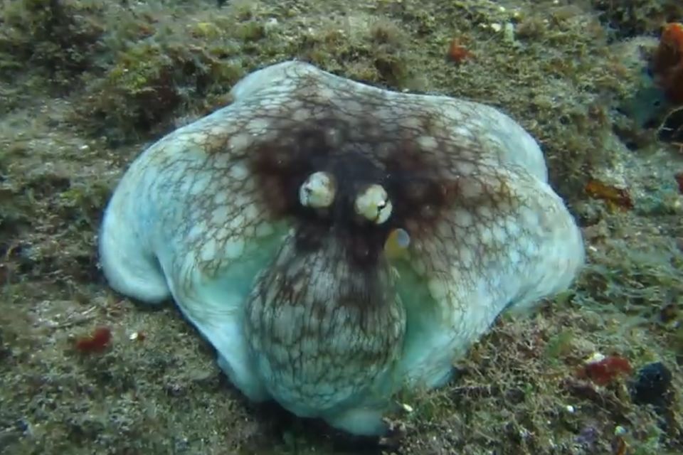Tarnung: Video: Wo versteckt sich der Oktopus?