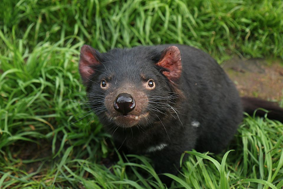 Tasmanien – Sympathie für den Teufel