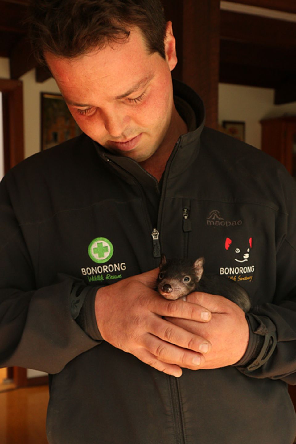 Greg ist der jüngste Tierparkdirektor Australiens und leitet noch dazu ein Forschungsprojekt im einzigen Gebiet Tasmaniens, in dem noch gesunde Teufel leben Greg ist der jüngste Tierparkdirektor Australiens und leitet noch dazu ein Forschungsprojekt im einzigen Gebiet Tasmaniens, in dem noch gesunde Teufel leben