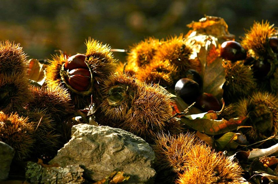 Im Herbst ist Kastanien-Erntezeit Im Herbst ist Kastanien-Erntezeit