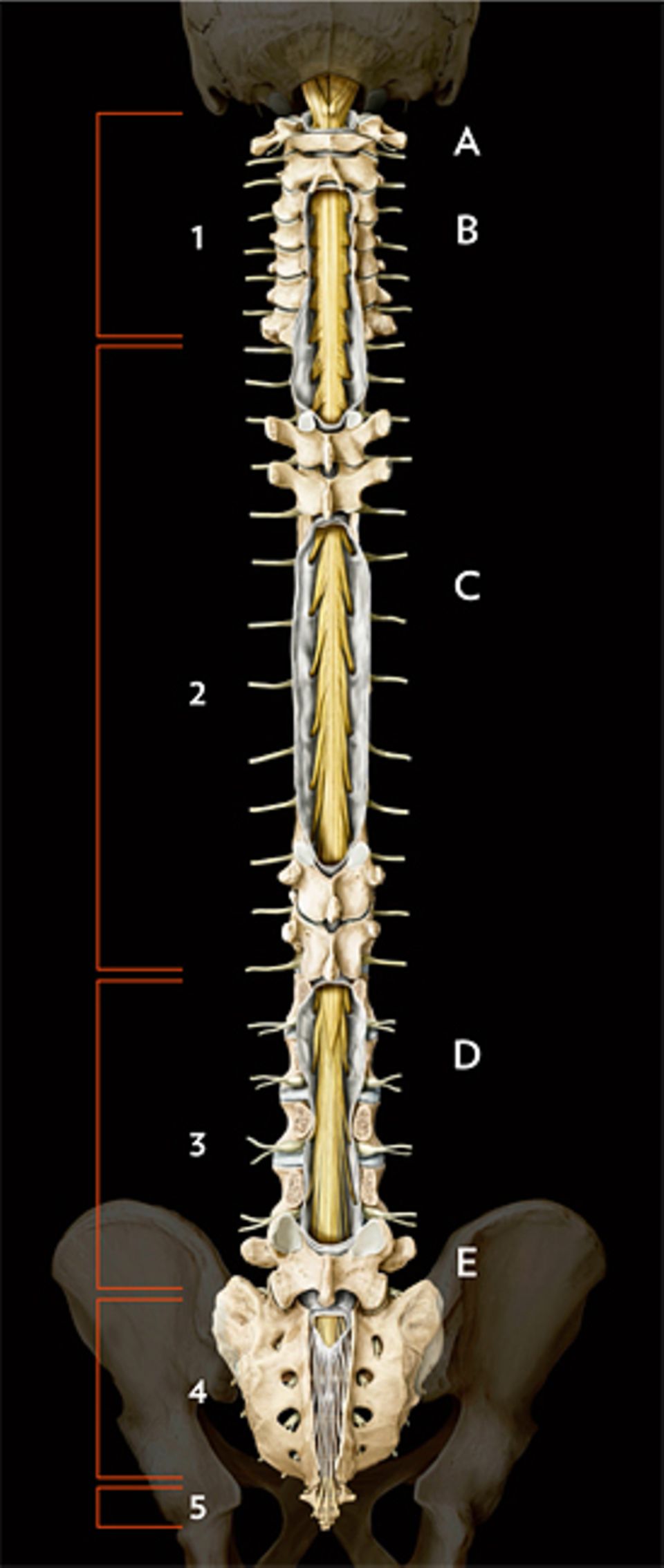 Wirbelsäule: Die sieben Wirbel der Halswirbelsäule (1) verbinden Rumpf und Kopf – ganz oben tritt das Rückenmark (gelb) in den Spinalkanal ein. Die Brustwirbelsäule (2) besteht aus zwölf Wirbeln: Wie auch am Hals zweigen hier zwischen den Wirbeln feine Nerven (gelb) ab. Fünf Wirbel bilden die Lendenwirbelsäule (3); auf der Höhe des ersten endet meist das Rückenmark. Von dort läuft nur noch ein Bündel von Nervenwurzeln im Spinalkanal abwärts. Zur Wirbelsäule gehören auch Kreuzbein (4) und Steißbein (5)