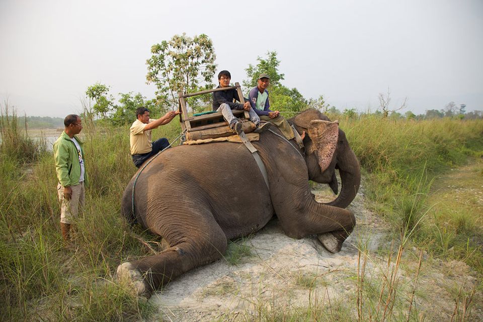 Nepal: Elefant Sano Chanchal eröffnet den Touristen von seinem Rücken aus den perfekten Blick in den Chitwan-Natiionalpark Nepal: Elefant Sano Chanchal eröffnet den Touristen von seinem Rücken aus den perfekten Blick in den Chitwan-Natiionalpark