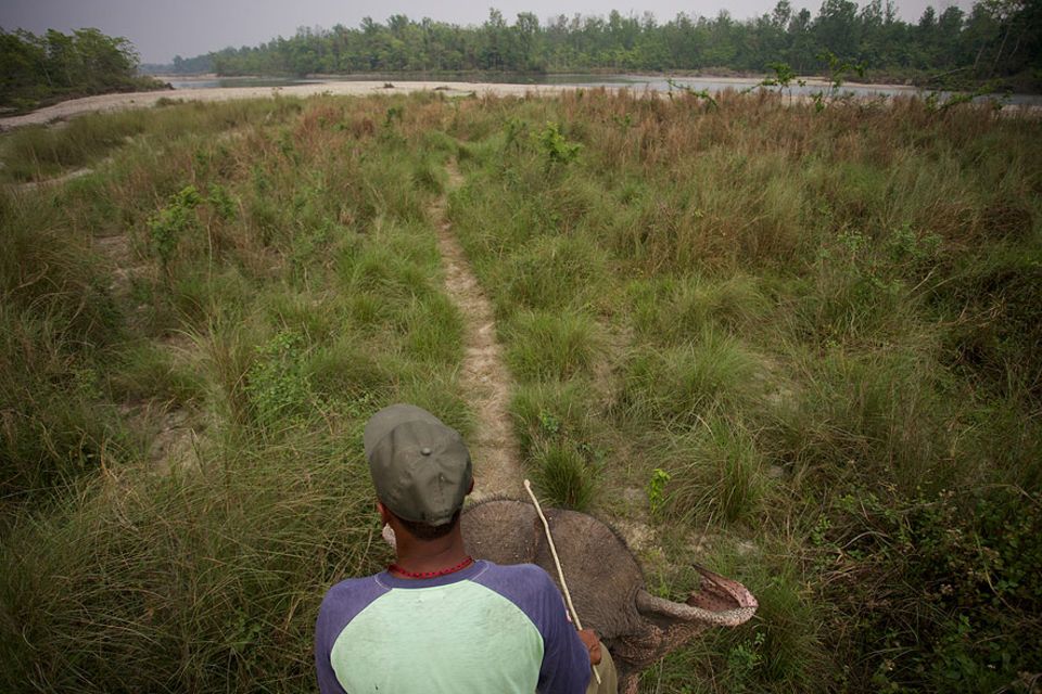 Nepal: Rund 900 Quadratkilometer misst der älteste Nationalpark Nepals. Dschungel, Grasland und Flüsse sorgen für eine beachtliche Artenvielfalt Nepal: Rund 900 Quadratkilometer misst der älteste Nationalpark Nepals. Dschungel, Grasland und Flüsse sorgen für eine beachtliche Artenvielfalt
