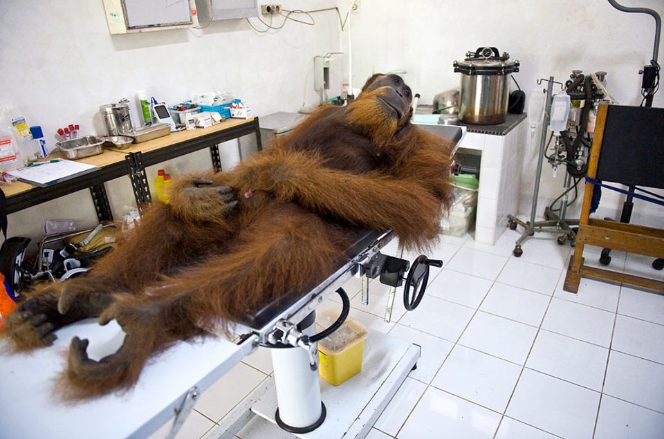 World Press Photo Award: Dorfbewohner hatten diesen Orang-Utan angeschossen, als er versuchte, auf einer Palmölplantage Nahrung zu finden. Das Bild wurde beim World Press Photo Award in der Kategorie Einzelfotos Natur mit dem dritten Preis ausgezeichnet