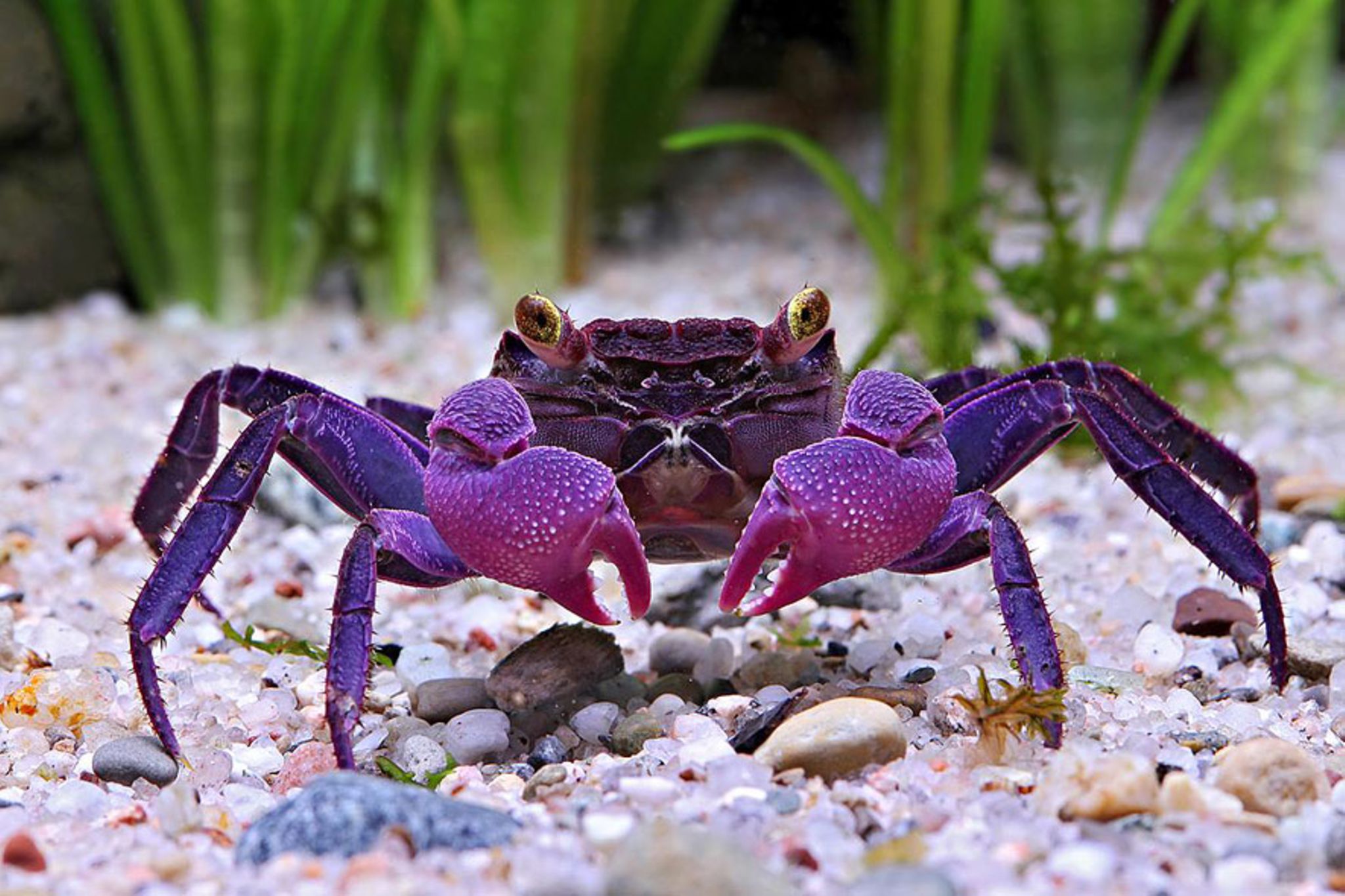 Kokte Krabber