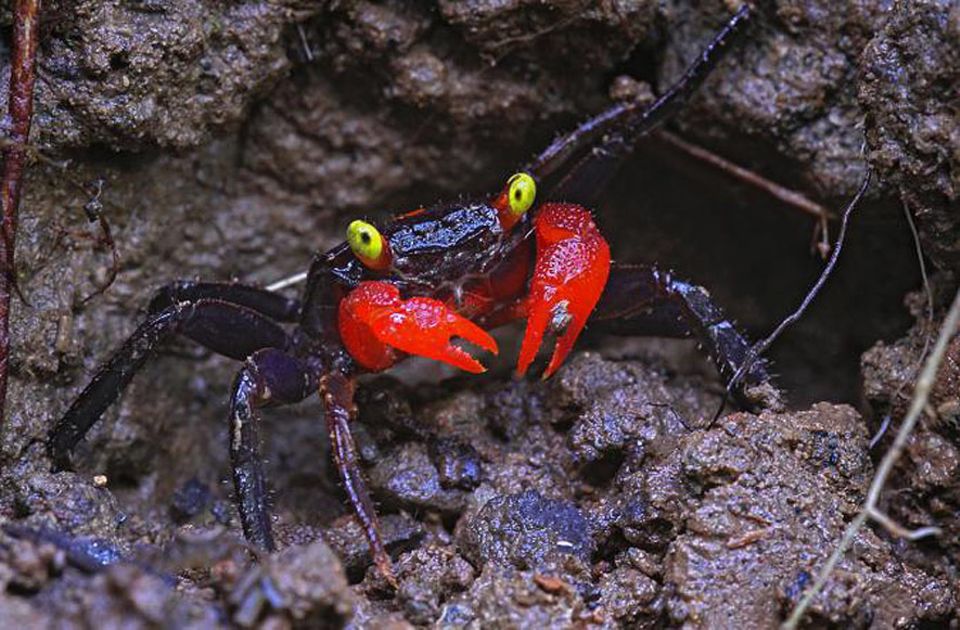 Zoologie: Geosesarma hagen hat leuchtend rote Scheren und gelbe Augen - Merkmale, die der Krabbe helfen, mit Artgenossen zu kommunizieren