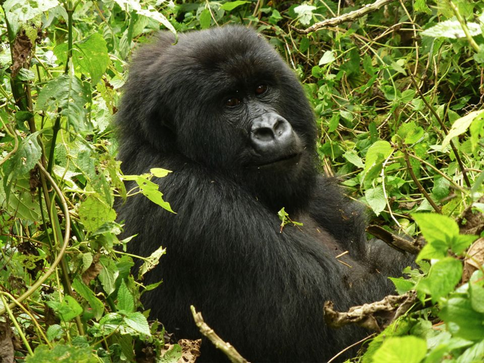 Demokratische Republik Kongo: Im Süden von Virunga stehen Berggorillas wie dieser im Gebiet Mikeno im Zentrum der Schutzbemühungen des Nationalparks