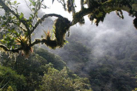Ecuador: Wiederaufforstung und Schaffung von Einkommen in Cuellaje