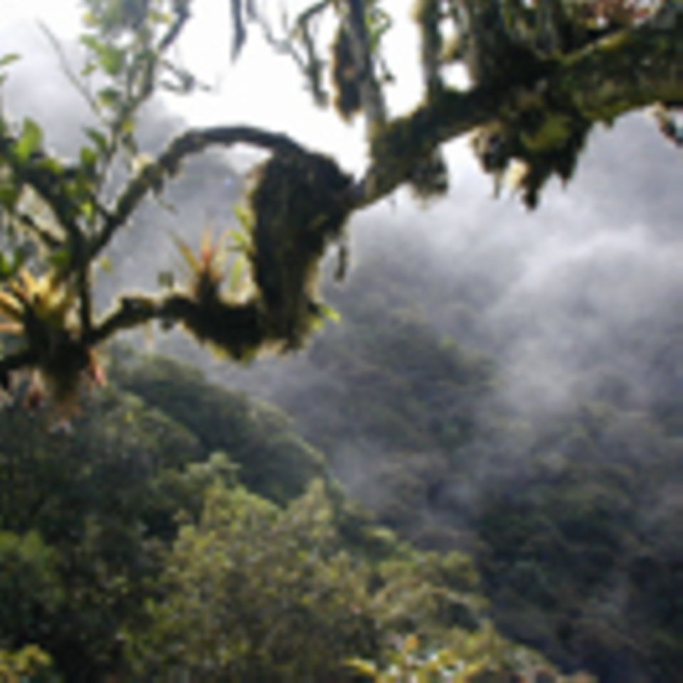 Ecuador: Wiederaufforstung und Schaffung von Einkommen in Cuellaje