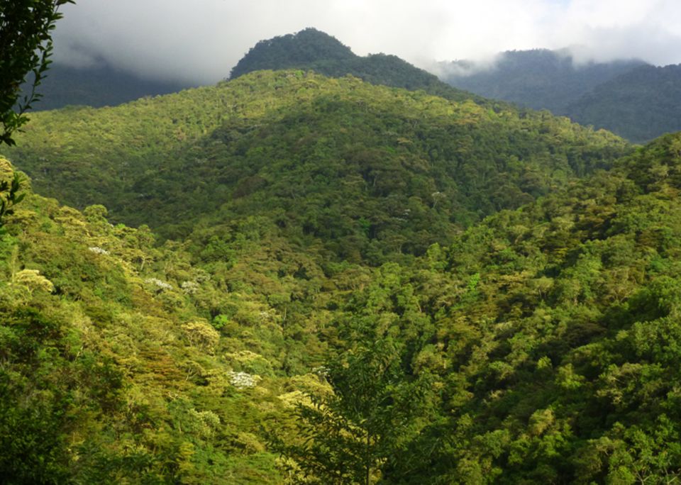 Ecuador: Auf den bewaldeten Berghängen der Intag-Region leben tausende Tier- und Pflanzenarten