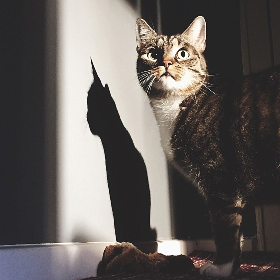 Verhalten: Katzen verlassen sich auf Menschen