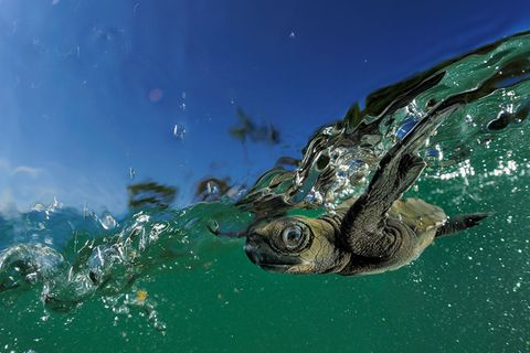 Meeresbiologin gewinnt GEO-Stipendium 2015: Sonnenschutz für Schildkröten?