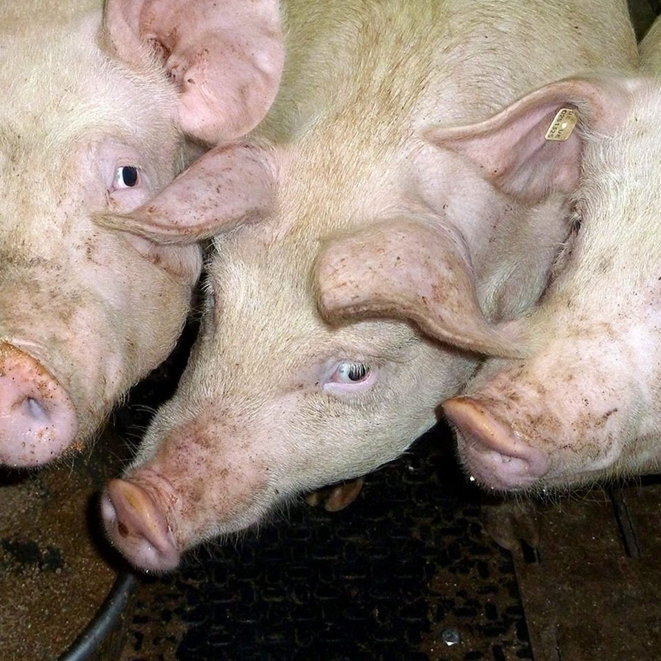 Schweinemast: Zwischen Tierschutz und Etikettenschwindel