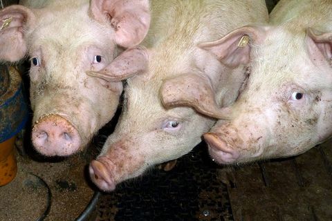 Schweinemast: Zwischen Tierschutz und Etikettenschwindel
