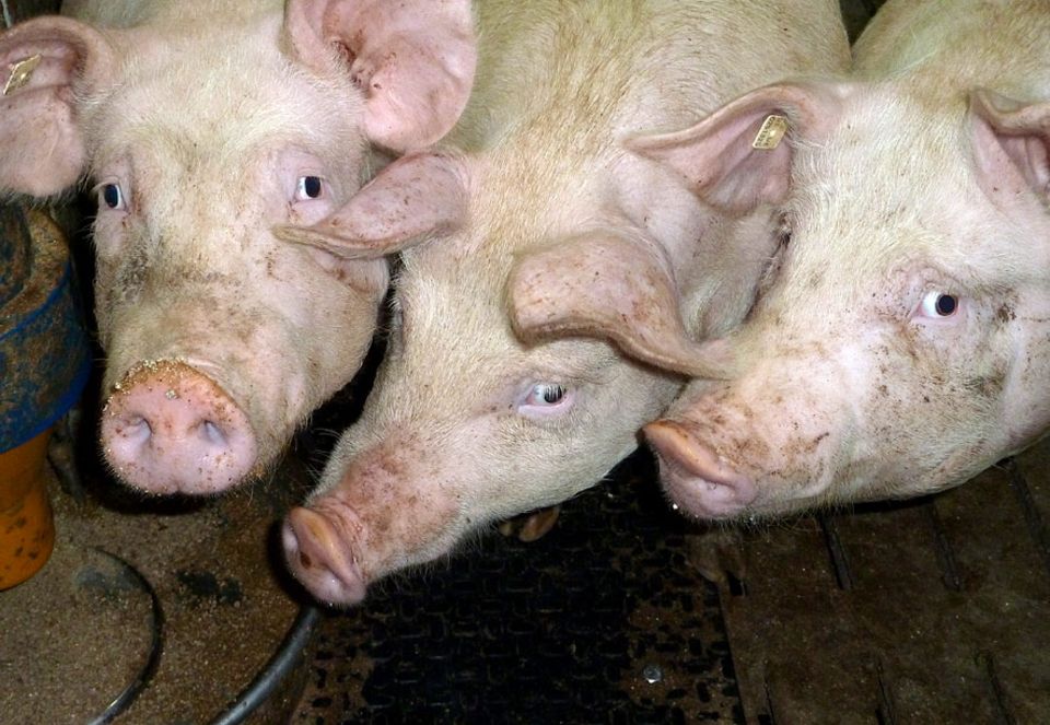 Schweinemast: 0,35 Quadratmeter mehr pro Tier und was zum Knabbern. Ist das schon Tierschutz? Schweinemast: 0,35 Quadratmeter mehr pro Tier und was zum Knabbern. Ist das schon Tierschutz?