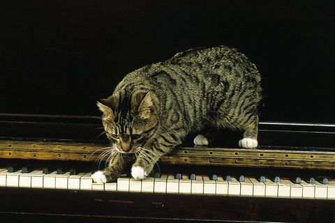 Kuriose Forschung: Diese Musik zieht Katzen an