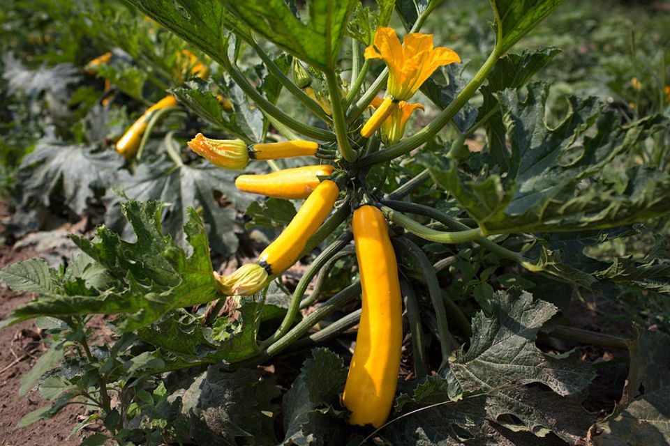 Interview: Weil Bio-Bauern sparsam düngen, wachsen Obst und Gemüse langsam heran und können so ein intensiveres Aroma entfalten Interview: Weil Bio-Bauern sparsam düngen, wachsen Obst und Gemüse langsam heran und können so ein intensiveres Aroma entfalten