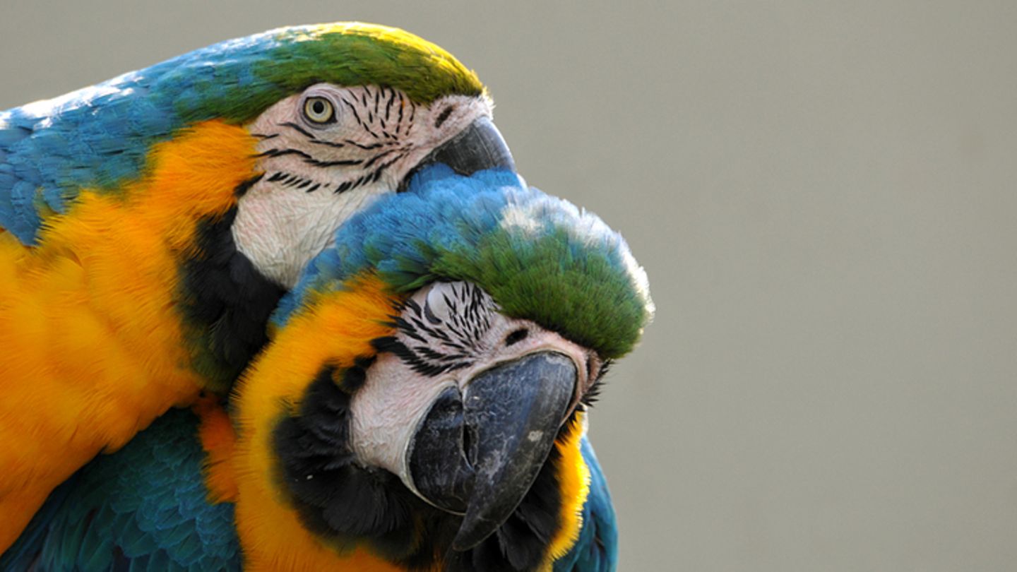 Papagei: Alles zum Vogel im Tierlexikon - [GEOLINO]
