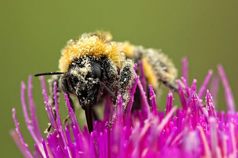 Umwelt: Pollensterben
