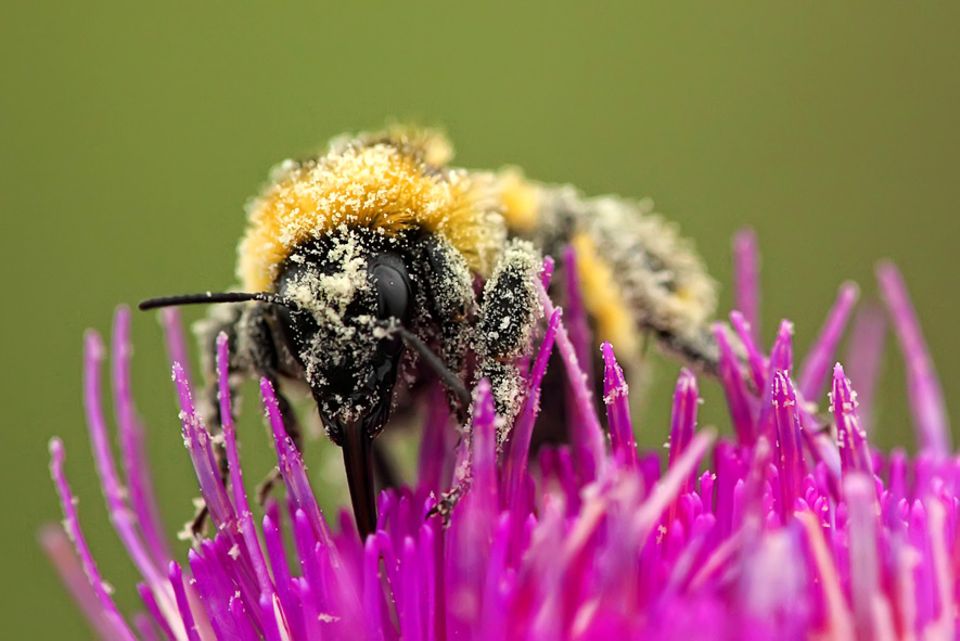 Umwelt: Gehen Wildbienen die Pollen aus? Umwelt: Gehen Wildbienen die Pollen aus?