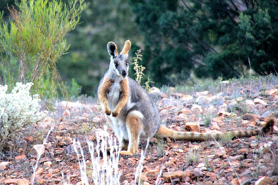 Flinders Ranges: Unterwegs zum Gelbfuß-Felskänguru