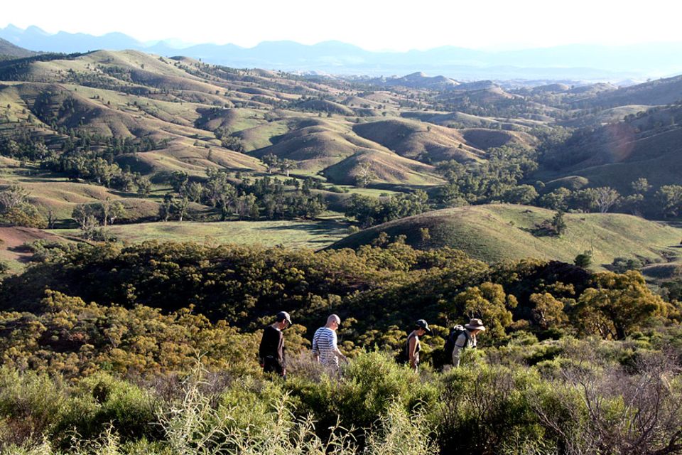 Flinders Ranges: Besuchern wird empfohlen sich in geschulte Hände zu begeben, um die Chance einer Sichtung zu erhöhen Flinders Ranges: Besuchern wird empfohlen sich in geschulte Hände zu begeben, um die Chance einer Sichtung zu erhöhen