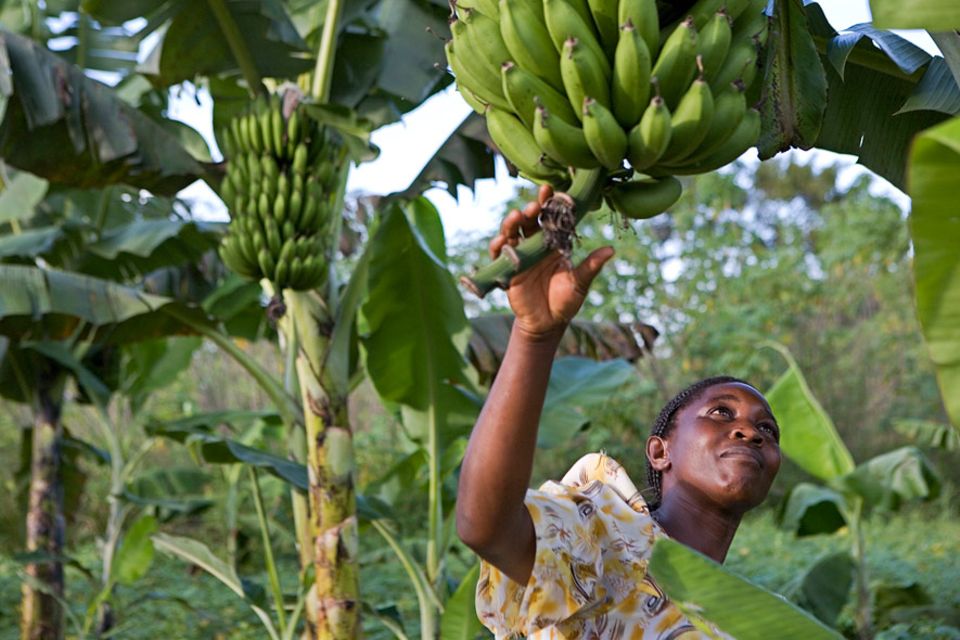 Biolandbau in Zahlen: Es geht auch ohne chemisch-synthetische Pestizide: Biologischer Kochbananen-Anbau in Uganda