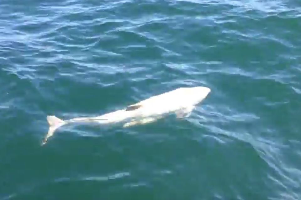 Ostsee: Extrem seltener weißer Schweinswal gefilmt