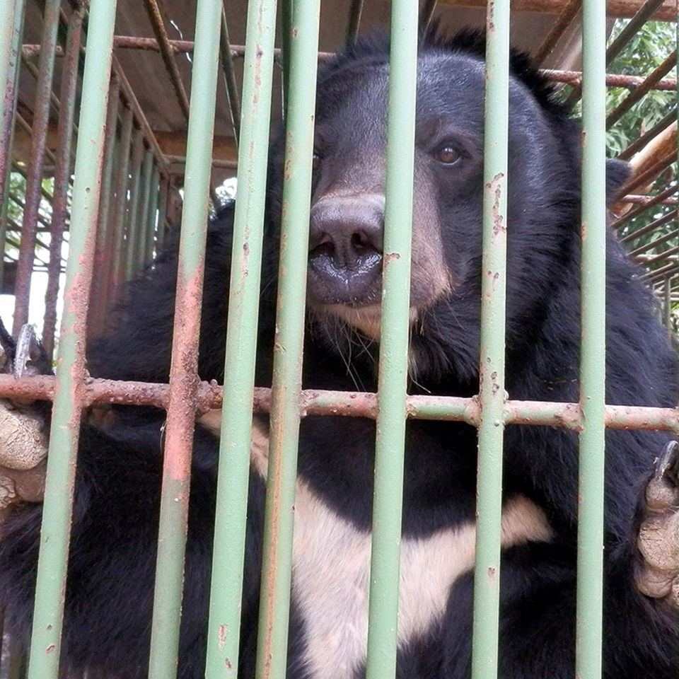 Tierschutz in Asien: Rettung für die "Gallebären"