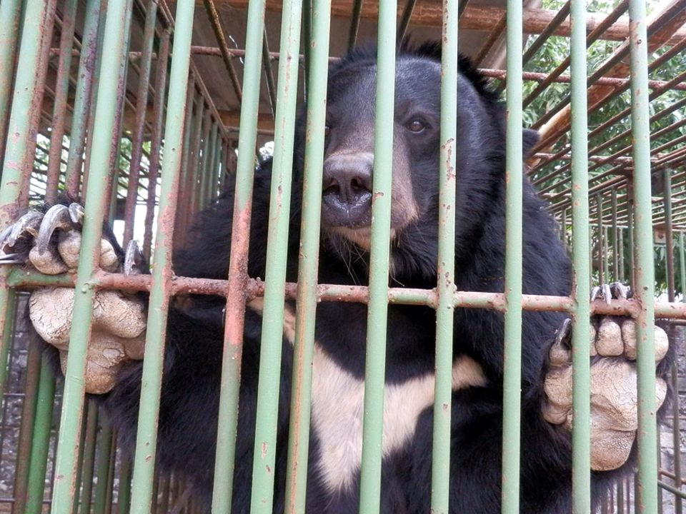 Tierschutz in Asien: Rettung für die "Gallebären" - [GEO]