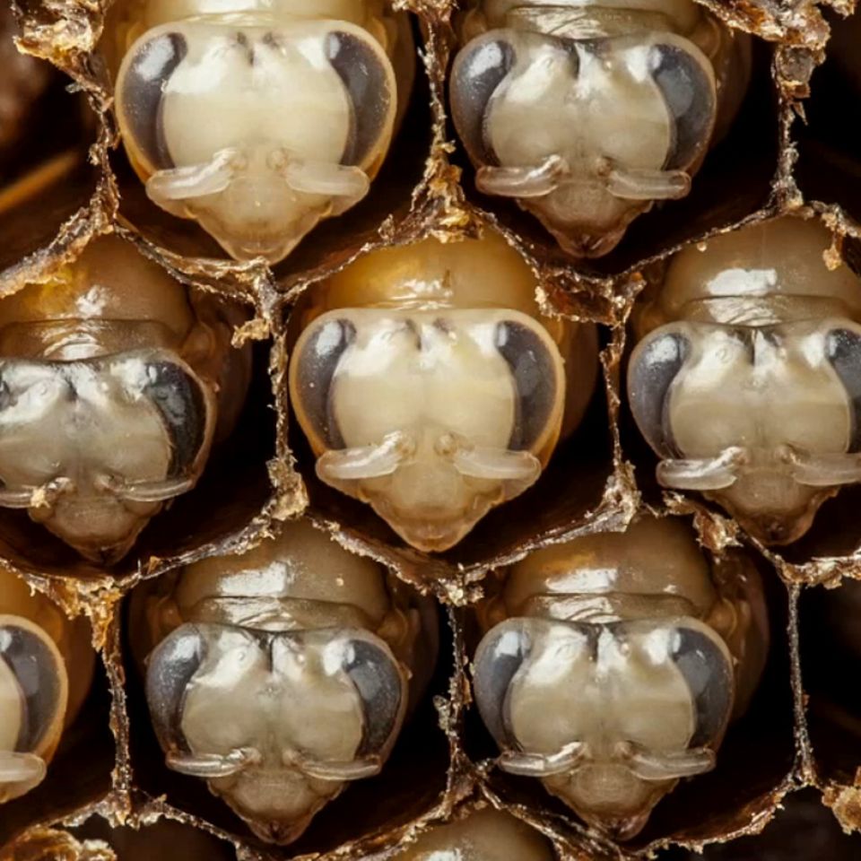 Bienen-Zeitraffer: Metamorphose im Eiltempo
