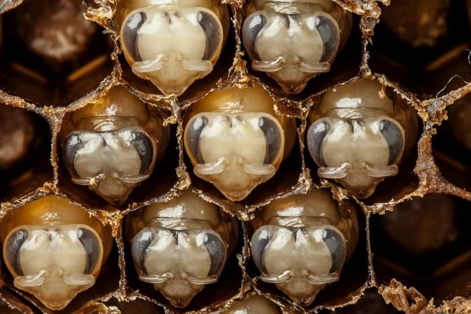 Bienen-Zeitraffer: Metamorphose im Eiltempo